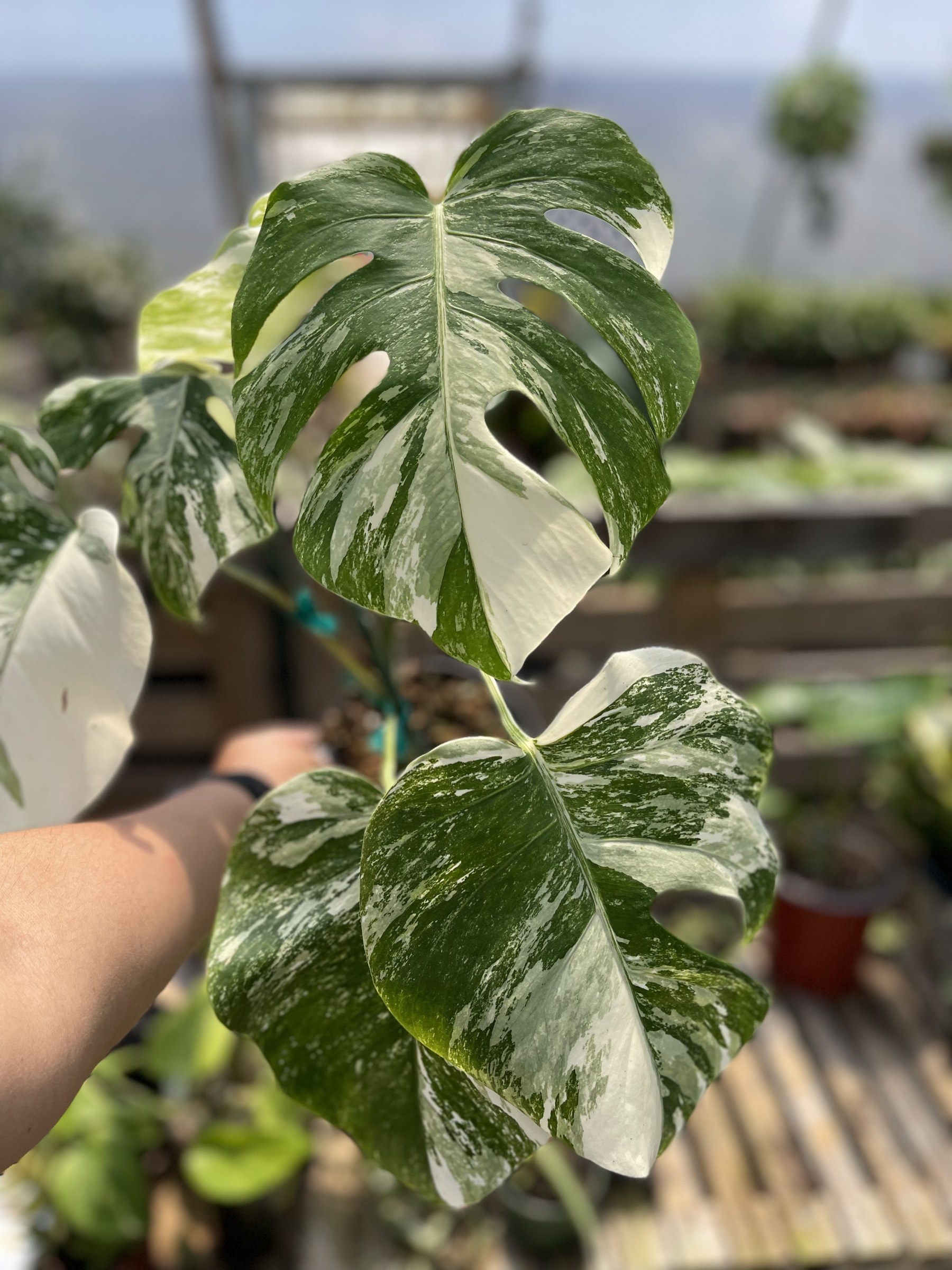 Variegated Monstera leaves held up inside the greenhouse at Deep Roots Nursery