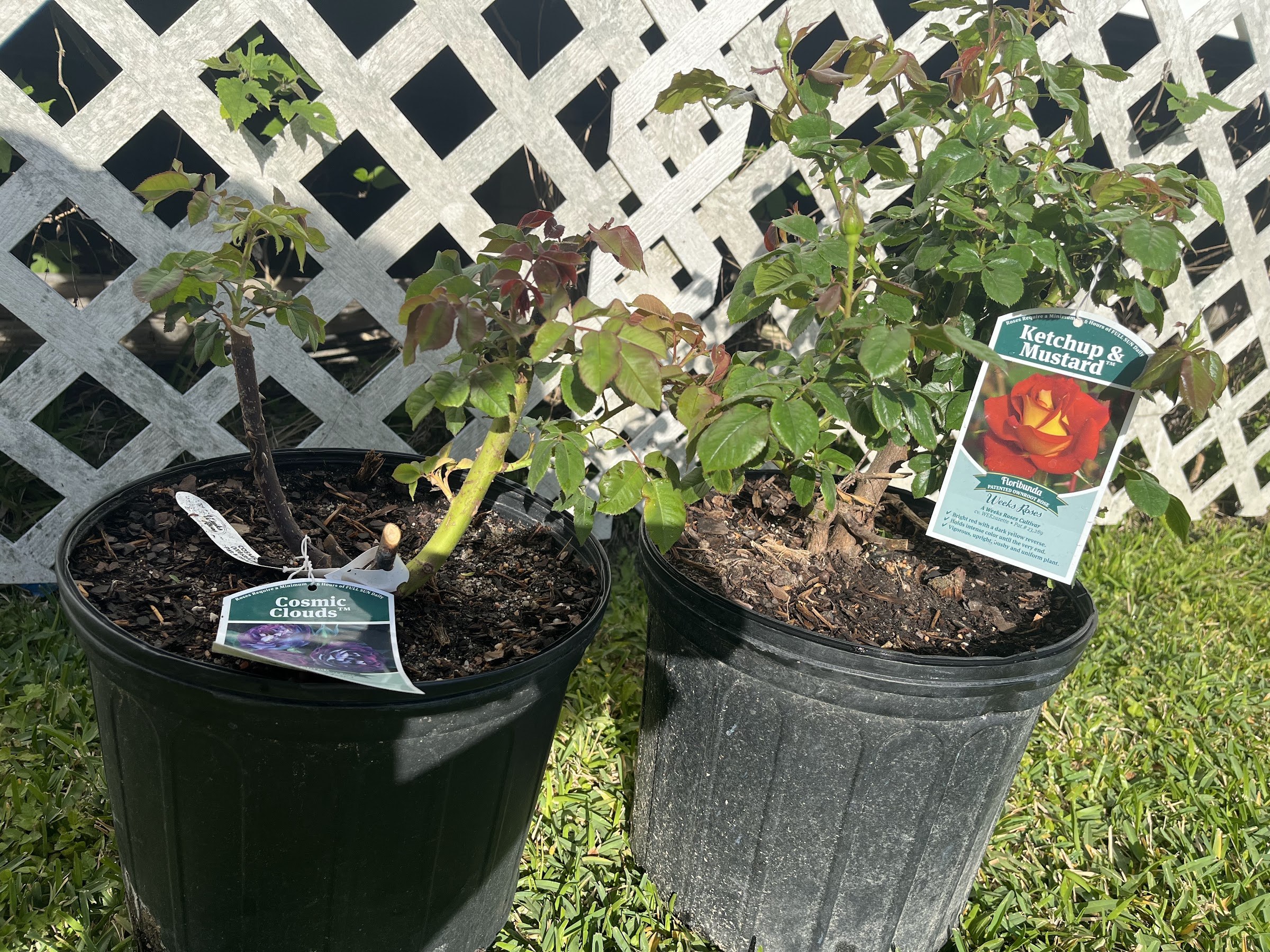 Rose bushes in black nursery pots tagged for sale in the yard