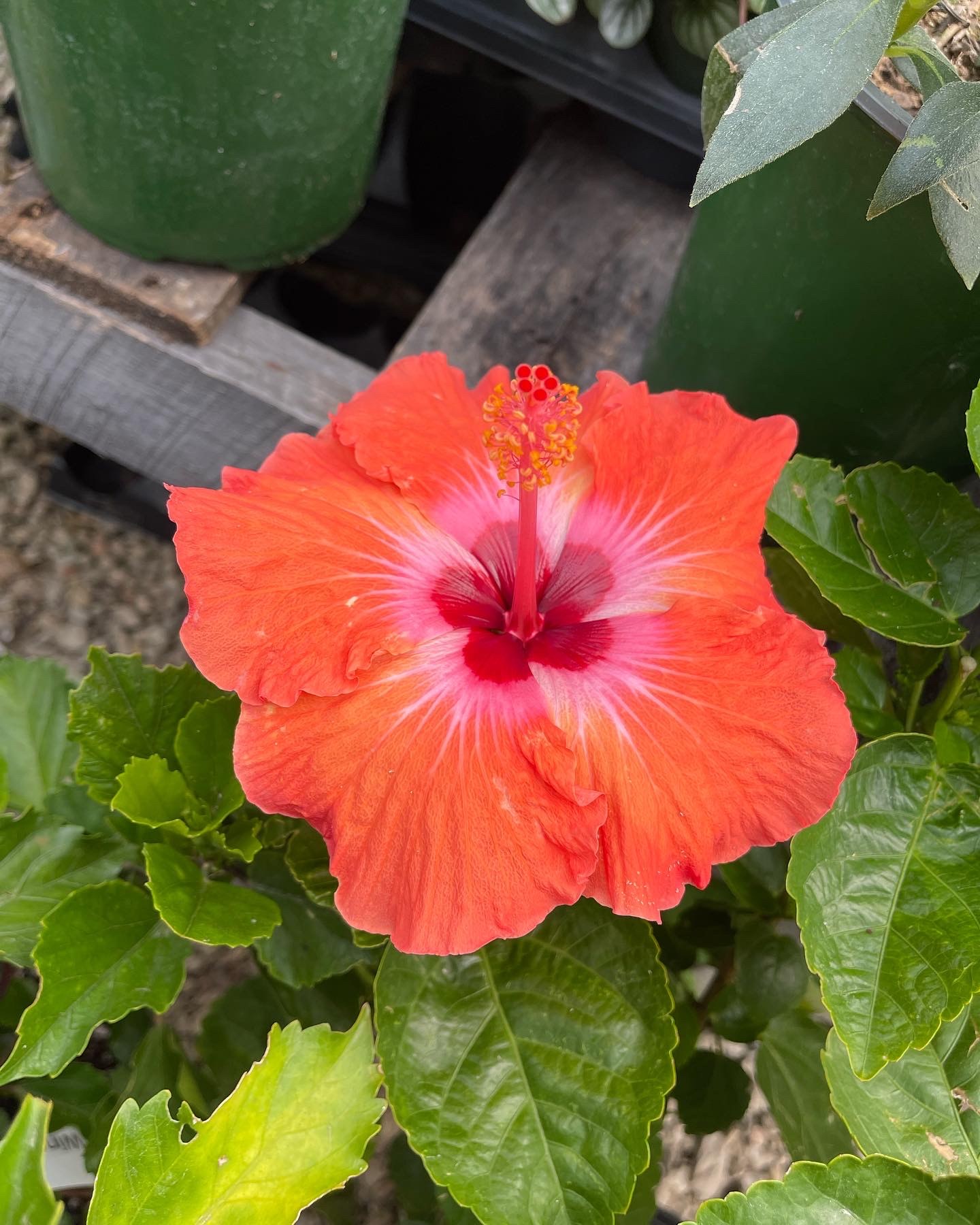Orange hibiscus bloom with magenta center among nursery stock