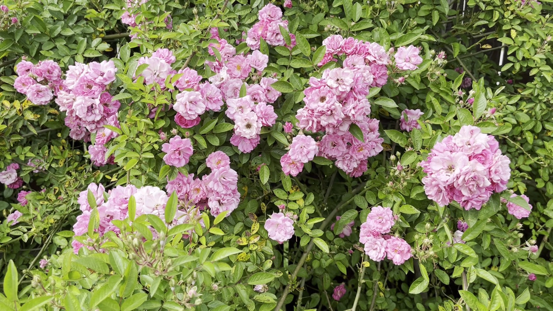 Dense pink rose blooms filling the frame at the garden center